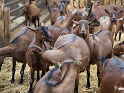 Vakantiehuis bij geitenboerderij van Ozo