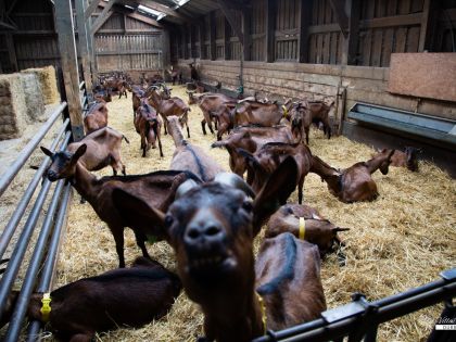Vakantiehuis bij geitenboerderij van Ozo