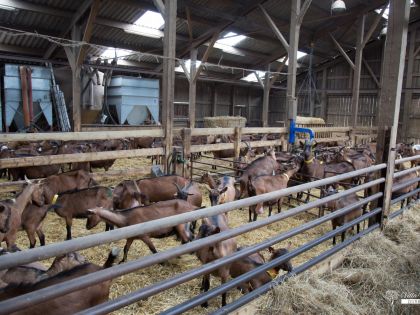 Vakantiehuis bij geitenboerderij van Ozo