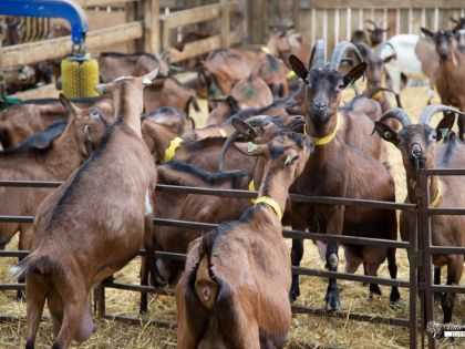 Vakantiehuis bij geitenboerderij van Ozo