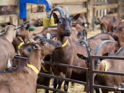 Vakantiehuis bij geitenboerderij van Ozo