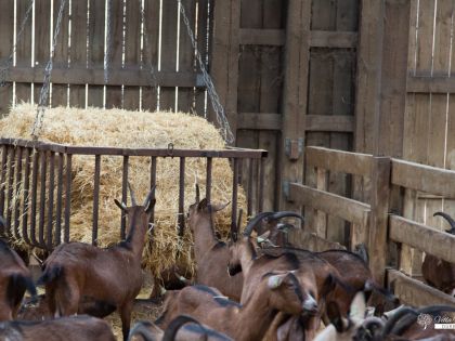 Vakantiehuis in de buurt van geitenboerderij van Ozo